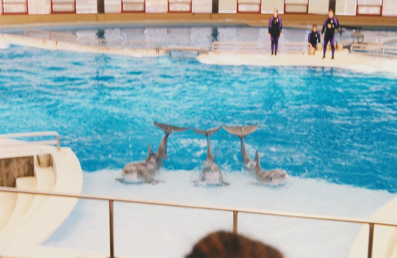 011-Dolphin Show.jpg